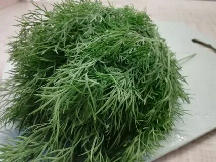 فروش بی واسطه سبزی شوید خشک صادراتی + قیمت خرید